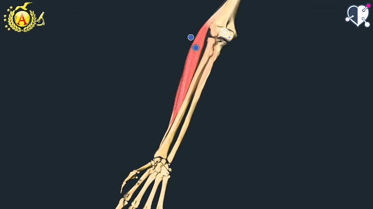 Apparato locomotore 35: Muscoli dell'Avambraccio