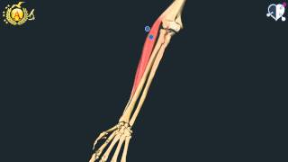 Apparato locomotore 35: Muscoli dell'Avambraccio
