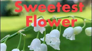 Best Facts about Lily of the Valley Plant.