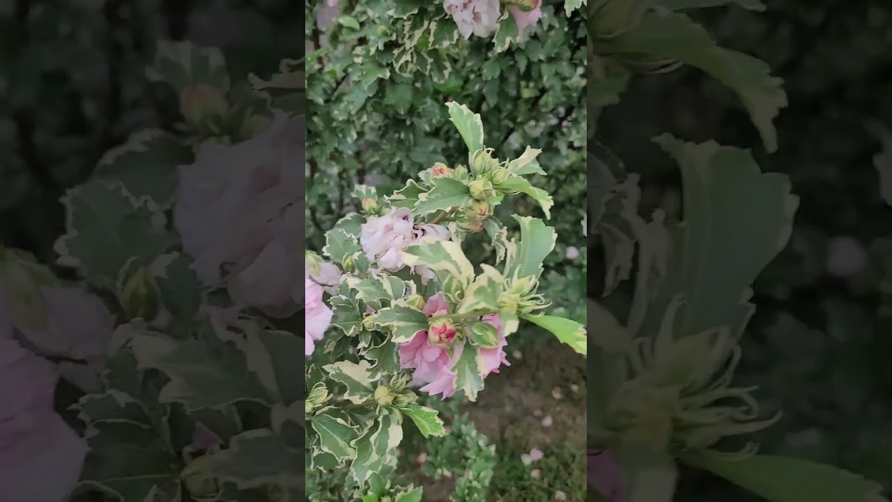 Variegated Rose of Sharon Bush - Sugar Tip