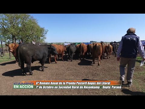 6ª Prueba Pastoril del Litoral Previa al Remate - Nahuel Ara