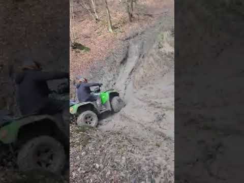 Paciara filcoki trza