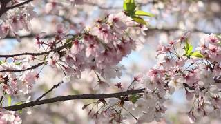 西公園　日本さくら名所100選