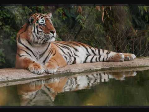 Tribute to Tigers (Neon Tiger)