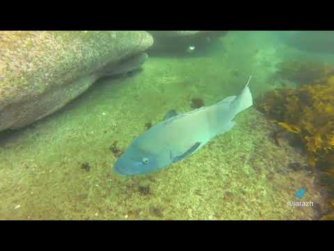 Blue Groper em Sutherland Point, Kurnell, NSW, Austrália