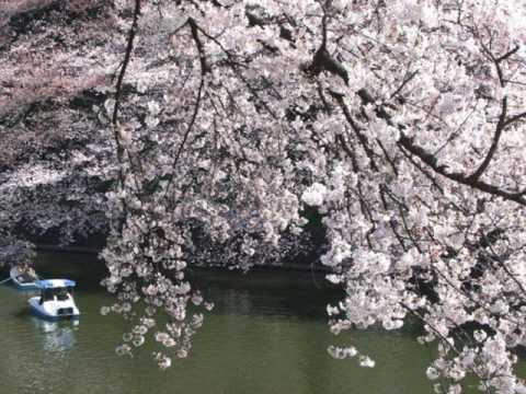 桜満開、桜の名所　東京千鳥ヶ淵の景色と共に♪　ＣＤ『自律神経を整える』より　暖かな光の中で～広橋真紀子