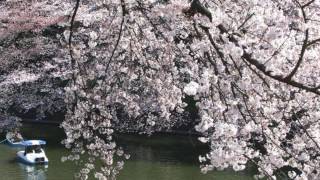 桜満開、桜の名所　東京千鳥ヶ淵の景色と共に♪　ＣＤ『自律神経を整える』より　暖かな光の中で～広橋真紀子