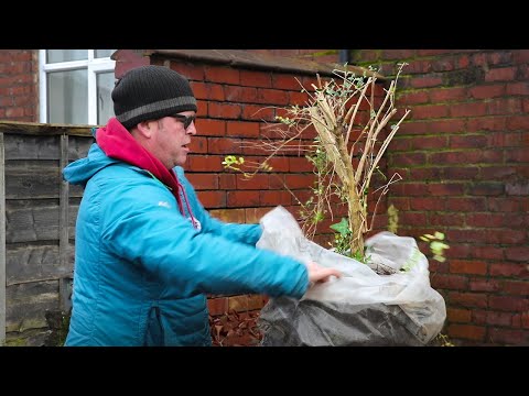 Thick trunked bonsai - FOR FREE!