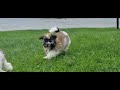 Havanese dogs for sale: Paisley (AKC)  - Video 2