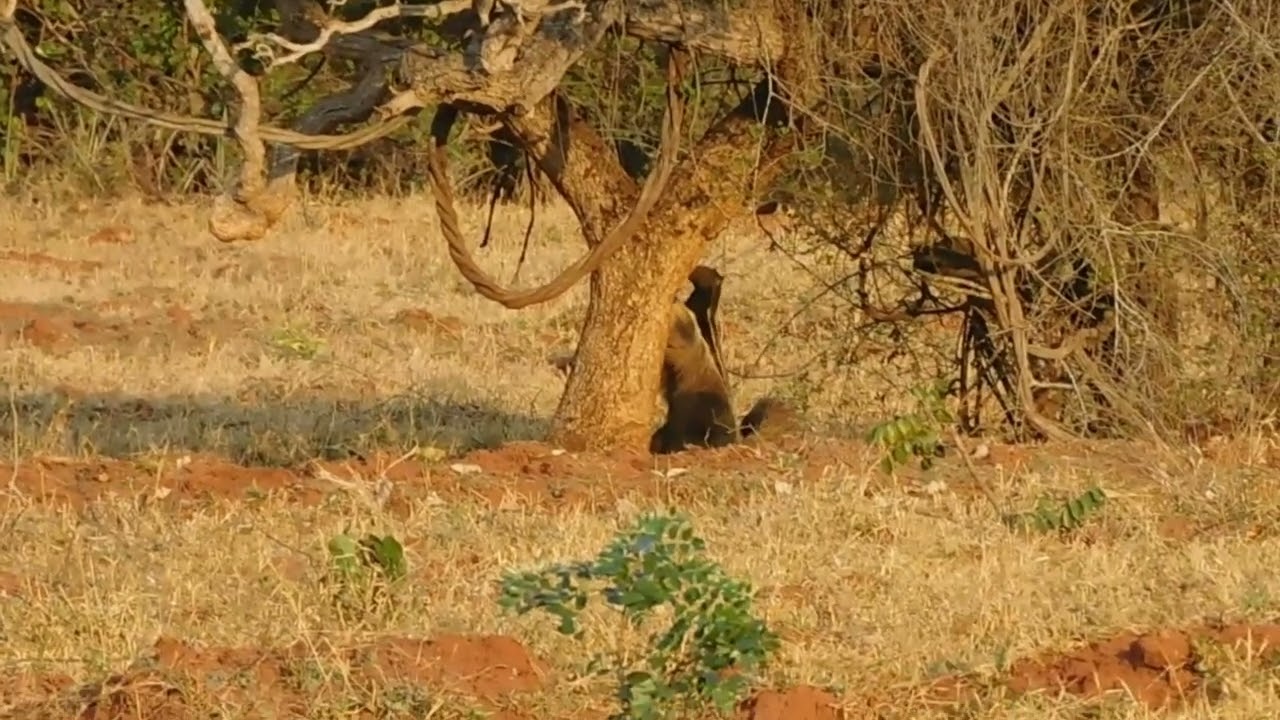Behaviour pattern:  Balance in bipedal position / Padrão comportamental: Equilíbrio enquanto bípede.