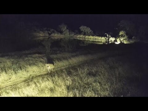 Djuma: Lone Hyena sniffing around on the road - 03:00 - 06/18/20