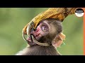 Monkey Punished By an Eagle, And Her Young Ate it !!