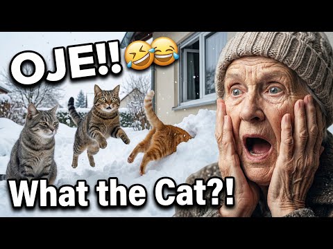🚨 KATZENALARM! 🚨🐾🐾🐾🐾 #funny #funnycats