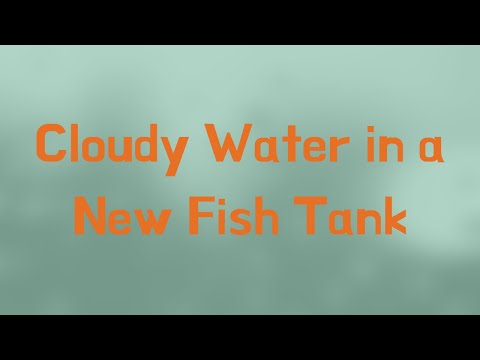 YouTube video about: Will cloudy water from sand hurt fish?