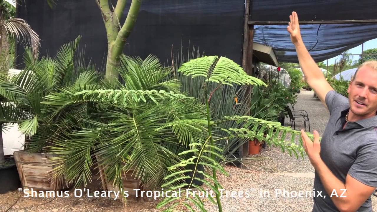 Brazilian Flame Tree - Schizolobium Parahyba