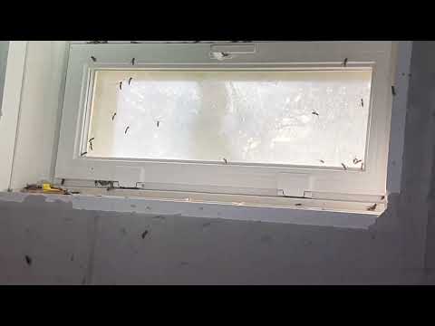 Tons of Yellow Jackets in the Basement in...