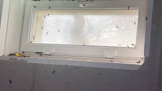 Watch video: Tons of Yellow Jackets in the Basement in...