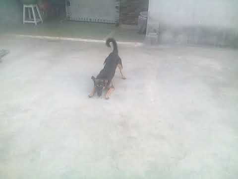 Funny dog dance Naah song