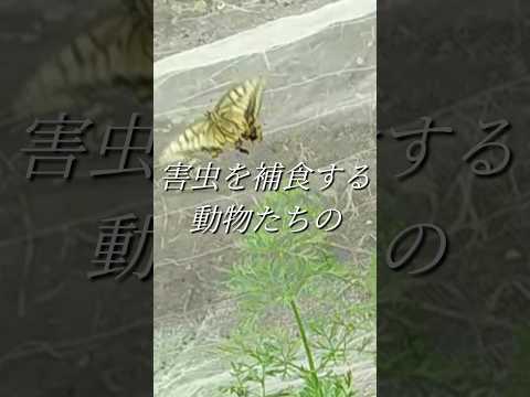 ペパーミントで虫よけ 2023