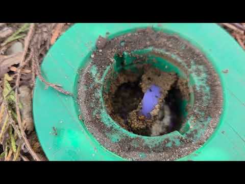 Ants Infesting the Termite Bait Station in...