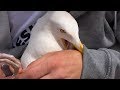 Herring Gull Rescue Fishing Line Removed From Leg Cornwall