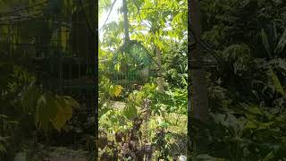 Download lagu MERBAH LEKIR ANAK MUDA,SEBULAN GASAK BARU JADI#MERBAH#LEKIRPIKAT#PETPET#CANDIKKUNING#MERBAHLURIS mp3 Download lagu MERBAH LEKIR ANAK MUDA,SEBULAN GASAK BARU JADI#MERBAH#LEKIRPIKAT#PETPET#CANDIKKUNING#MERBAHLURIS mp3