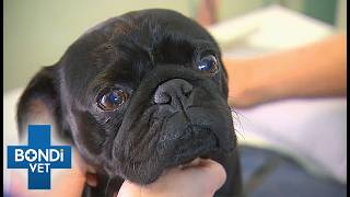 Swallowed Safety Pin Could Be Fatal For Pug! | Bondi Vet Full Episode