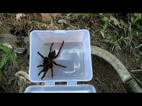 Catching Big Tarantula🕷️ Hunting in the wild