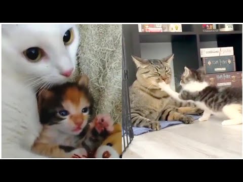 FUNNY AND CUTE|Mom and Baby cats videos compilation #1
