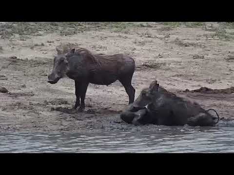 Djuma: Warthogs and Blacksmith Lapwing - 11:50 - 11/14/21