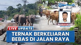 Hewan Ternak Berkeliaran di Jalan Raya Abdya, Polisi Diminta Bertindak