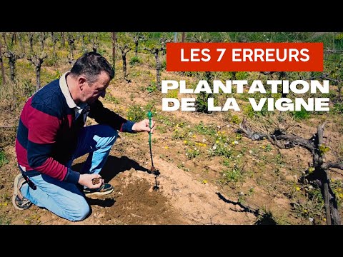 Plantation de la vigne : Les 7 erreurs à éviter !