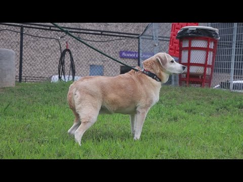 Tailwaggers: Meet Alba - YouTube