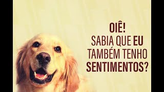 Direito Animal: legislação deve tratar animais como seres que têm sentimentos