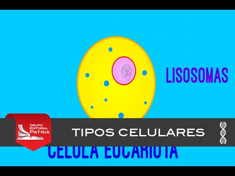 Tipos celulares │ biología