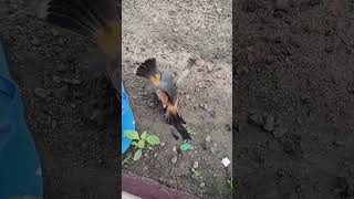 Download lagu PERTARUNGAN BURUNG KUTILANG VS BURUNG PENTET mp3