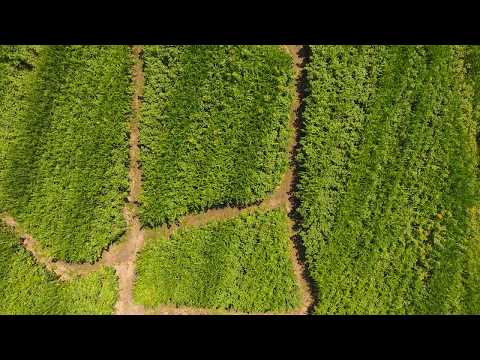 Maislabyrinth Wallenhausen 2018