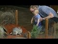 PRINCE GEORGE goes to the Zoo with Kate and Wills.