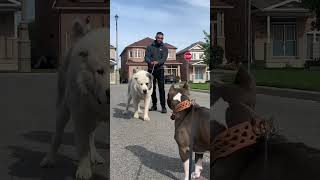 Download lagu Alabai and pitbull #shorts mp3