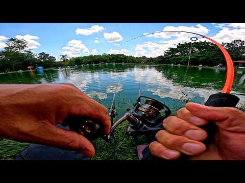 Amazing battles in surface fishing with ultralight tackle.