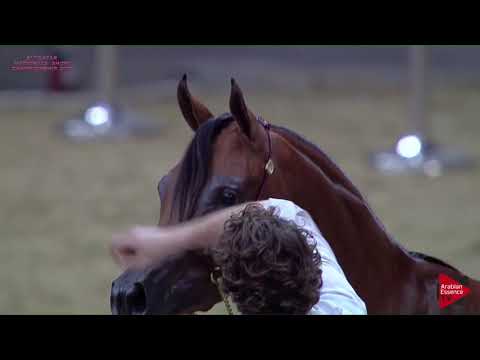 N 144 RAMIAH AL SHAQAB   21st Qatar National 2018   Fillies 2 years old Class 4B
