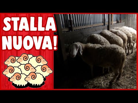 LA NOSTRA NUOVA STALLA!🐑