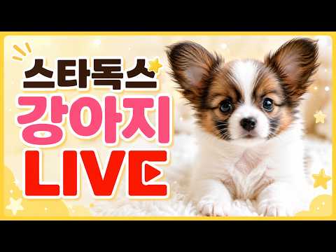 강아지 분양 라이브 빠삐용 파피용 #강아지분양#고양이분양#강아지…