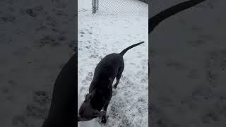 Video preview image #1 American Pit Bull Terrier-Labrador Retriever Mix Puppy For Sale in Lewistown, PA, USA