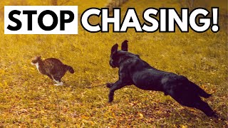 How to Train Your Dog to Stop Chasing Animals (Step-By-Step Dog Prey Drive Training)