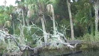 preview picture of video 'Tomoka River Ormond Beach Florida Carnoeing'