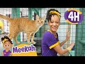Meekah Visits Pets At The Animal Shelter 4 HOURS OF MEEKAH Animal Videos For Kids
