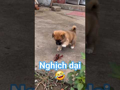 Tuổi trẻ chưa trải sự đời 🐶