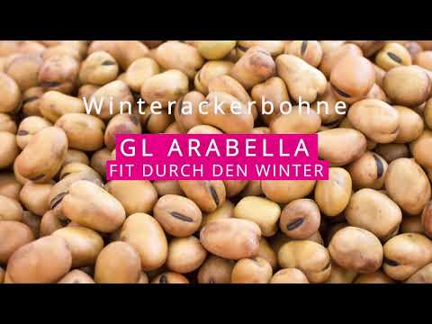Winterackerbohne GL ARABELLA