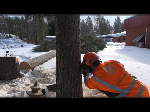 Metsolan Metsäkoulu 271 - Miten oppii parhaiten sahaamaan?